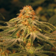 Vanilla Kush - BARNEY’S FARM | TanieSianie.pl