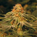 Vanilla Kush - BARNEY’S FARM