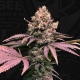 London Mint Cake - T.H. SEEDS