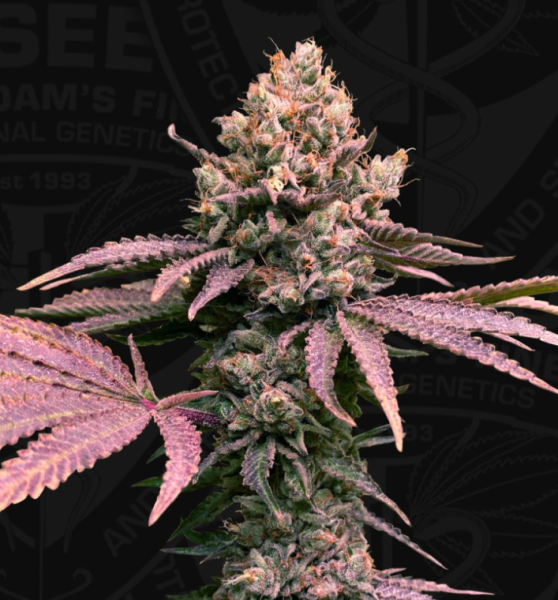 London Mint Cake - T.H. SEEDS