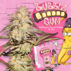 BubbleBananaGum - T.H. SEEDS