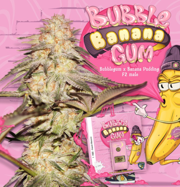 BubbleBananaGum - T.H. SEEDS