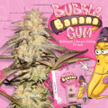 BubbleBananaGum - T.H. SEEDS