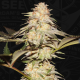 BubbleBananaGum - T.H. SEEDS