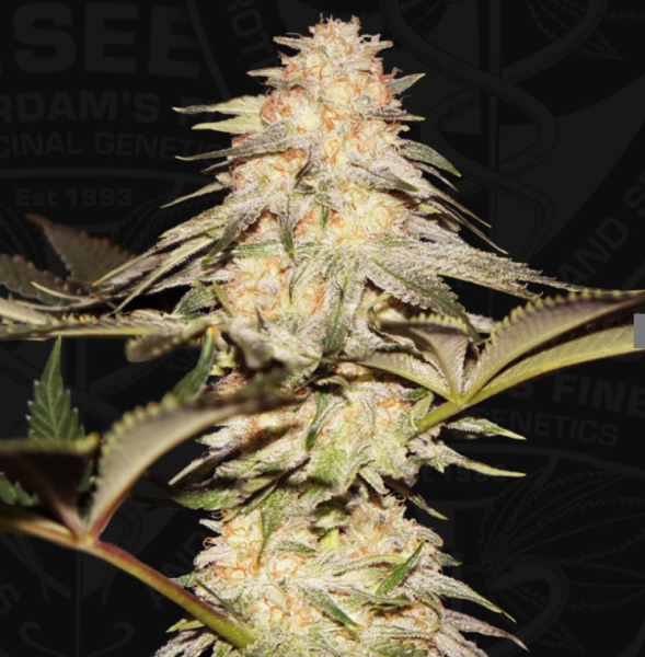 BubbleBananaGum - T.H. SEEDS