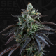 French Macaron Auto - T.H. SEEDS