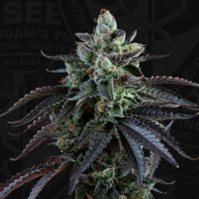 French Macaron Auto - T.H. SEEDS