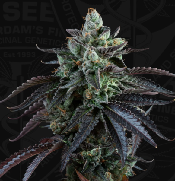 French Macaron Auto - T.H. SEEDS