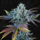 French Cookies Auto - T.H. SEEDS