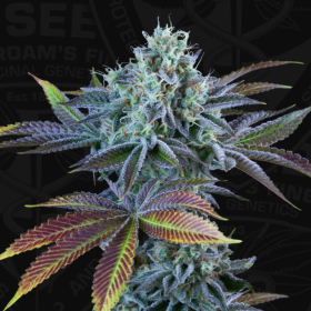 French Cookies Auto - T.H. SEEDS