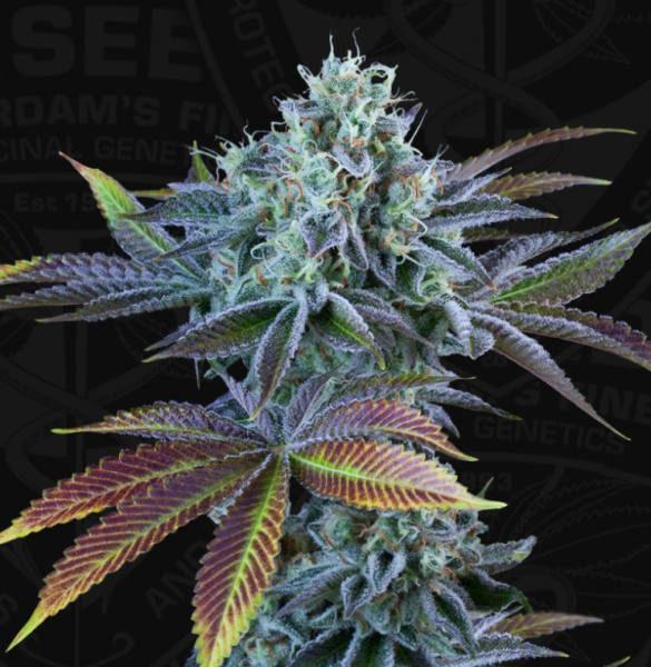 French Cookies Auto - T.H. SEEDS