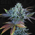 French Cookies Auto - T.H. SEEDS