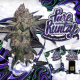 Pure Runtzy - T.H. SEEDS