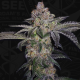 Pure Runtzy - T.H. SEEDS