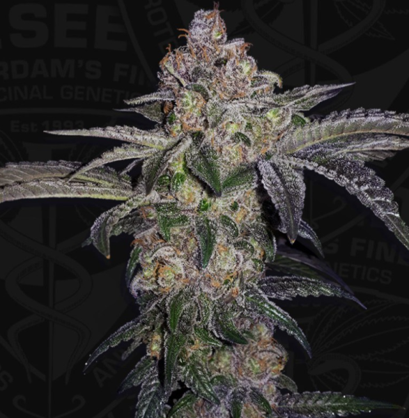 Pure Runtzy - T.H. SEEDS