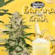 Banana Candy Krush - T.H. SEEDS