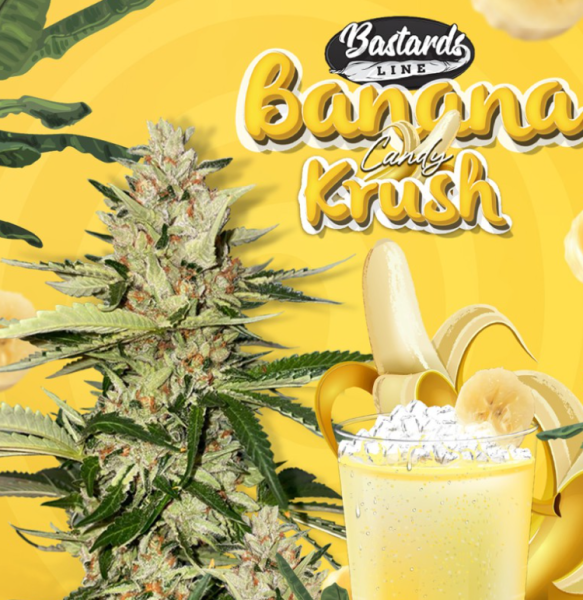 Banana Candy Krush - T.H. SEEDS