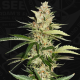 Banana Candy Krush - T.H. SEEDS