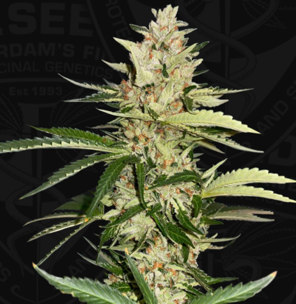 Banana Candy Krush - T.H. SEEDS