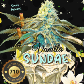 Vanilla Sundae - T.H. SEEDS