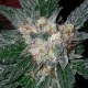 Violator Kush - BARNEY’S FARM | TanieSianie.pl