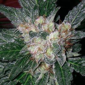 Violator Kush - BARNEY’S FARM | TanieSianie.pl