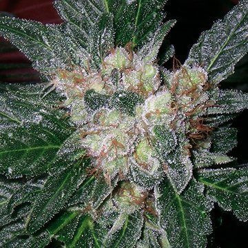 Violator Kush - BARNEY’S FARM | TanieSianie.pl