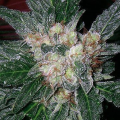 Violator Kush - BARNEY’S FARM