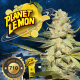 Planet Lemon - T.H. SEEDS