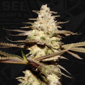 CaliFunk - T.H. SEEDS