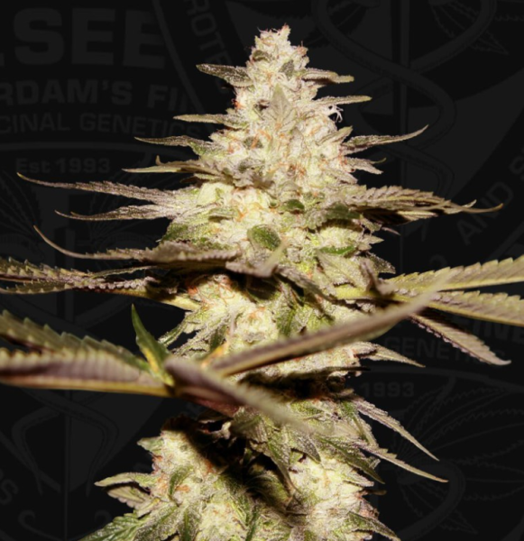 CaliFunk - T.H. SEEDS