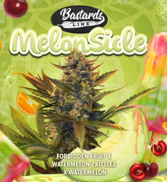 MelonSicle - T.H. SEEDS