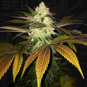 Orangesicle - T.H. SEEDS