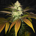 Orangesicle - T.H. SEEDS