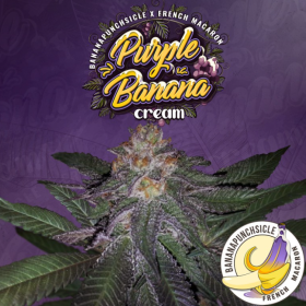 Purple Banana Cream - T.H. SEEDS