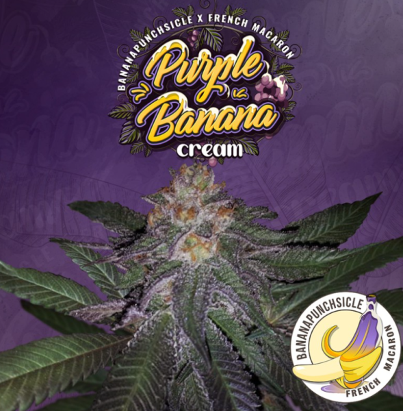 Purple Banana Cream - T.H. SEEDS