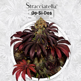 Stracciatella Do-Si-Dos x SBC - T.H. SEEDS