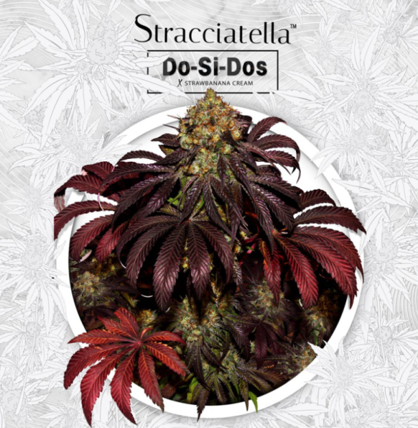Stracciatella Do-Si-Dos x SBC - T.H. SEEDS