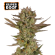 Super Boof - SEED STOCKERS