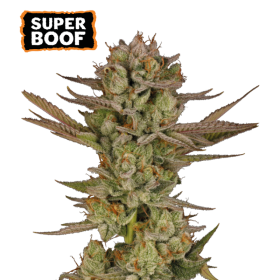 Super Boof - SEED STOCKERS
