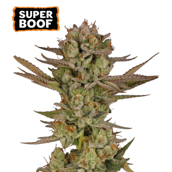 Super Boof - SEED STOCKERS