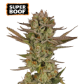Super Boof - SEED STOCKERS