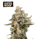 Super Boof Auto - SEED STOCKERS