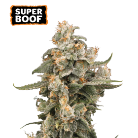 Super Boof Auto - SEED STOCKERS