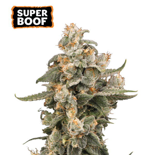 Super Boof Auto - SEED STOCKERS