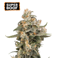 Super Boof Auto - SEED STOCKERS