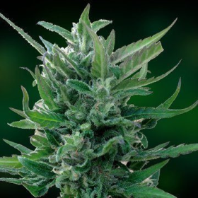 Blue Mammoth Auto - BARNEY’S FARM | TanieSianie.pl