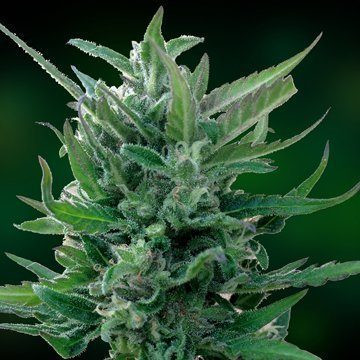 Blue Mammoth Auto - BARNEY’S FARM | TanieSianie.pl