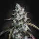 Red Velvet Auto - PARADISE SEEDS