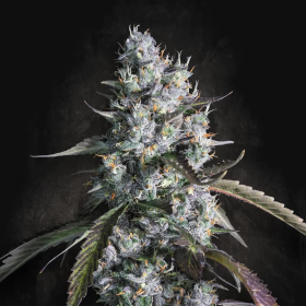 Red Velvet Auto - PARADISE SEEDS